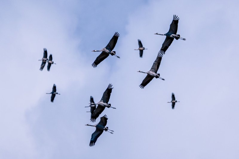 Aerial view of a flock of common cranes migrating across a blue sky in Estonia.