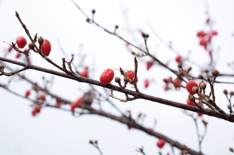 Close-up of red berries on a Japanese cornelian cherry branch in Chiba, Japan during winter.