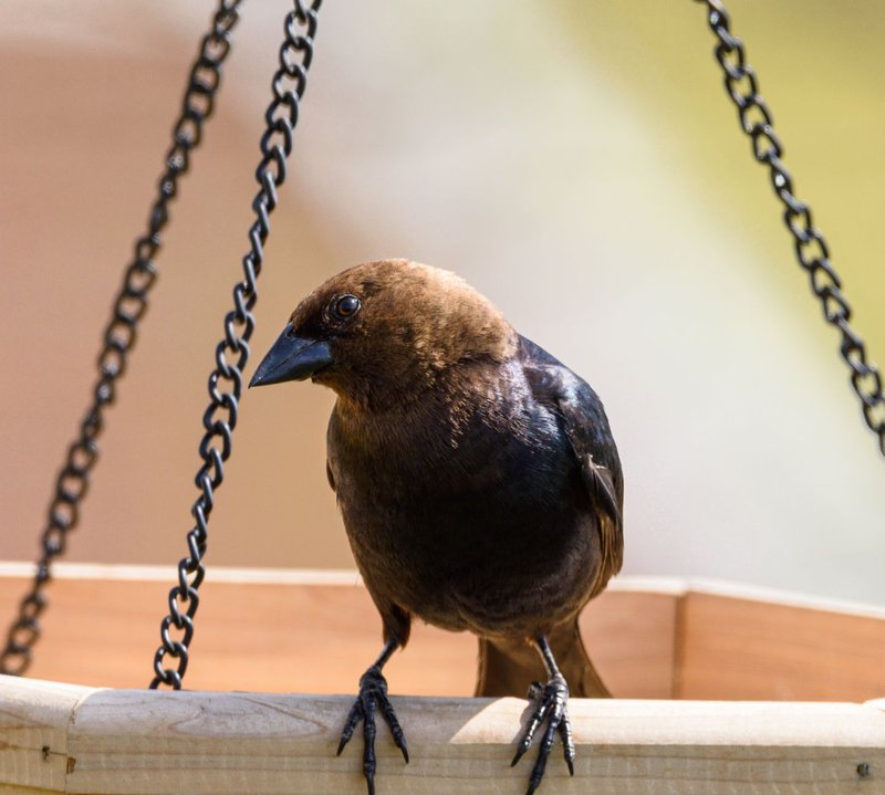 Brown-headed cowbird perched on a hanging wooden feeder outdoors.
