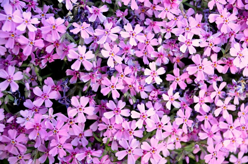 A vivid close-up of pink Phlox flowers in full bloom, showcasing nature's beauty in detail.