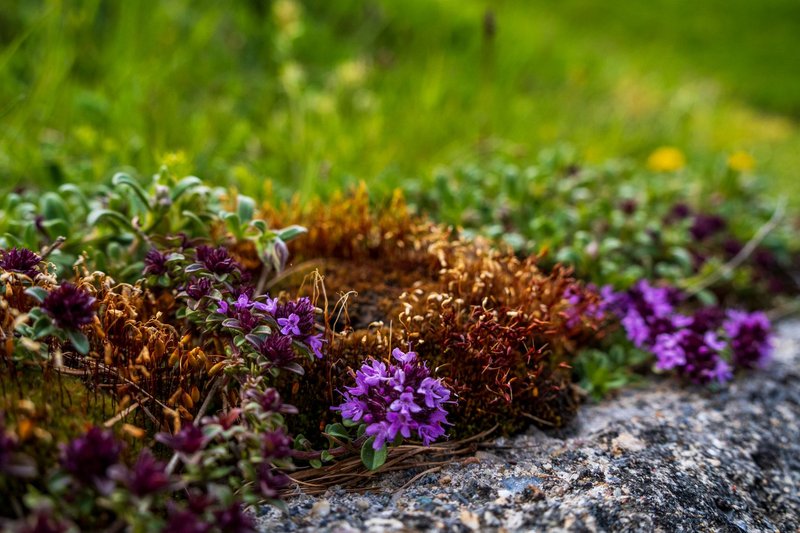 Colorful wild thyme blooms on stone in Livigno, Italy, under summer sun.