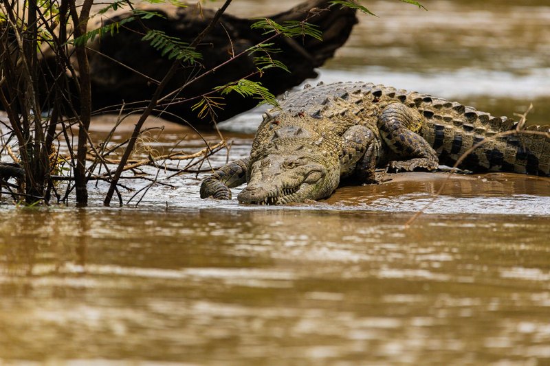Crocodile basking on a riverbank, showcasing its natural habitat and behavior.