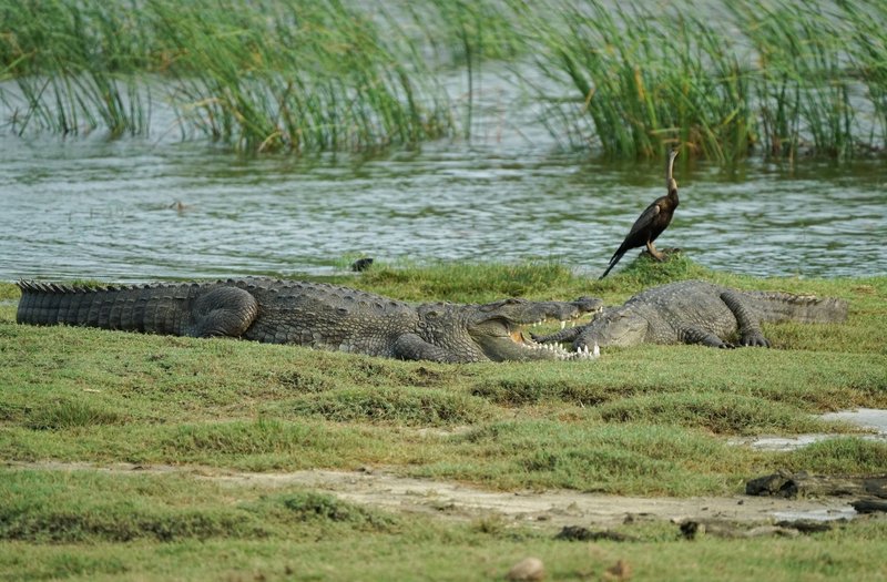 Crocodiles and a snakebird by a water body in Yala National Park, Sri Lanka.