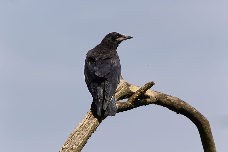 A carrion crow (Corvus corone) perched on a branch against a clear sky in Northern Ireland.