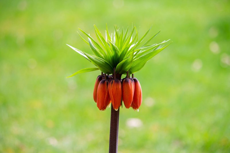 Bright crown imperial flower with vibrant orange petals and lush green leaves in a sunny setting.
