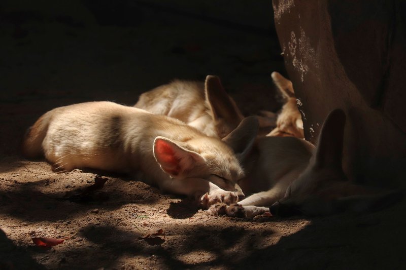 A close-up of fennec foxes sleeping on sand, capturing the tranquility of wildlife.