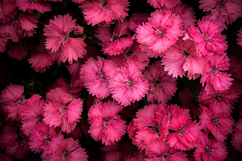 Close-up of vivid pink Dianthus flowers showcasing exquisite petal details.