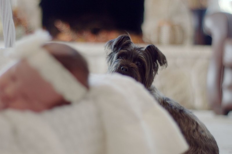A serene scene of a newborn baby sleeping with a loyal dog watching over.