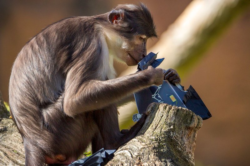 A drill monkey curiously inspects a piece of paper while perched on a tree trunk outdoors.