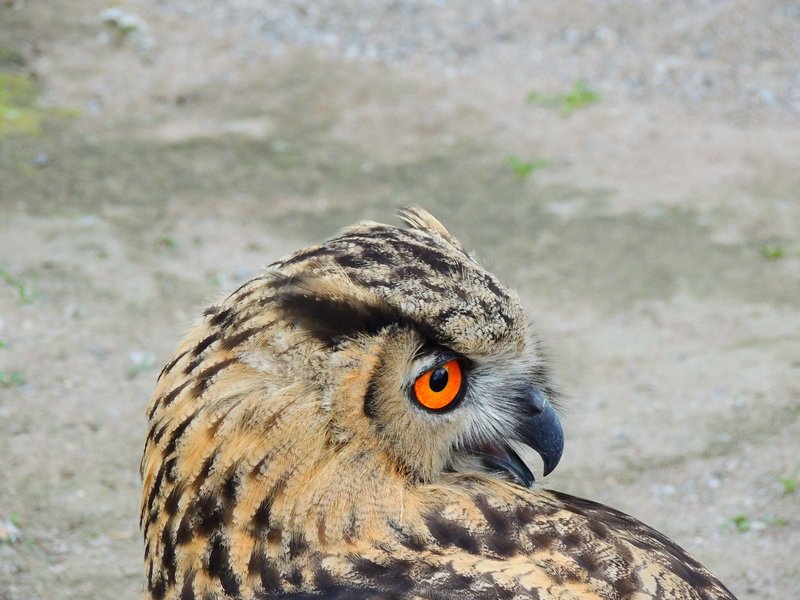 Close-up of a Eurasian Eagle-Owl showing its distinctive orange eyes and detailed plumage.
