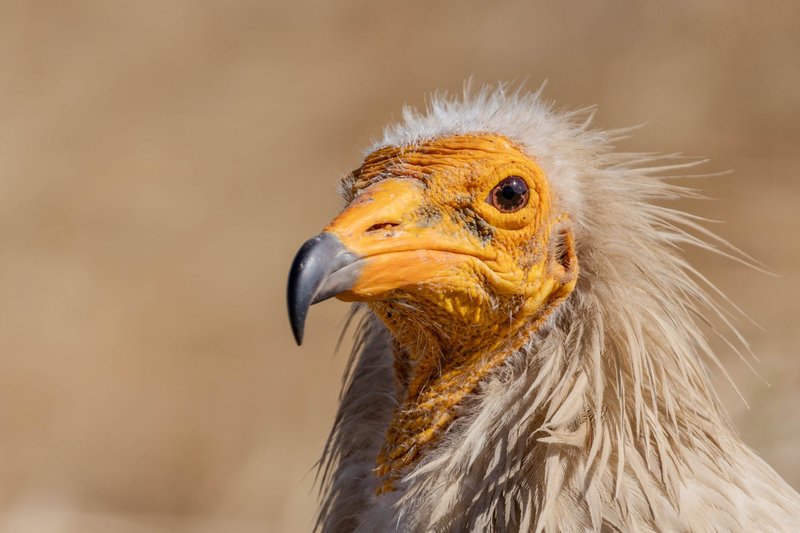 Close-up of an Egyptian Vulture showcasing its distinctive features in the wild.
