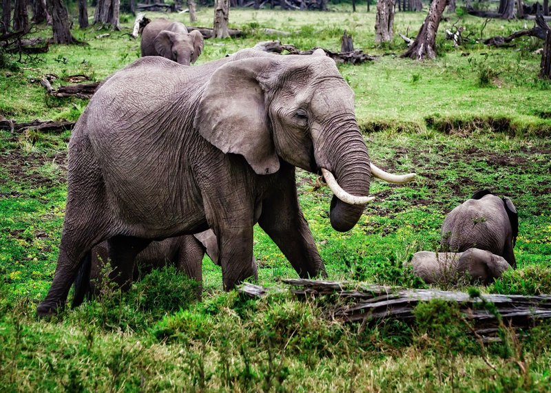 A herd of African elephants roaming the lush greenery of Kenya's national park.
