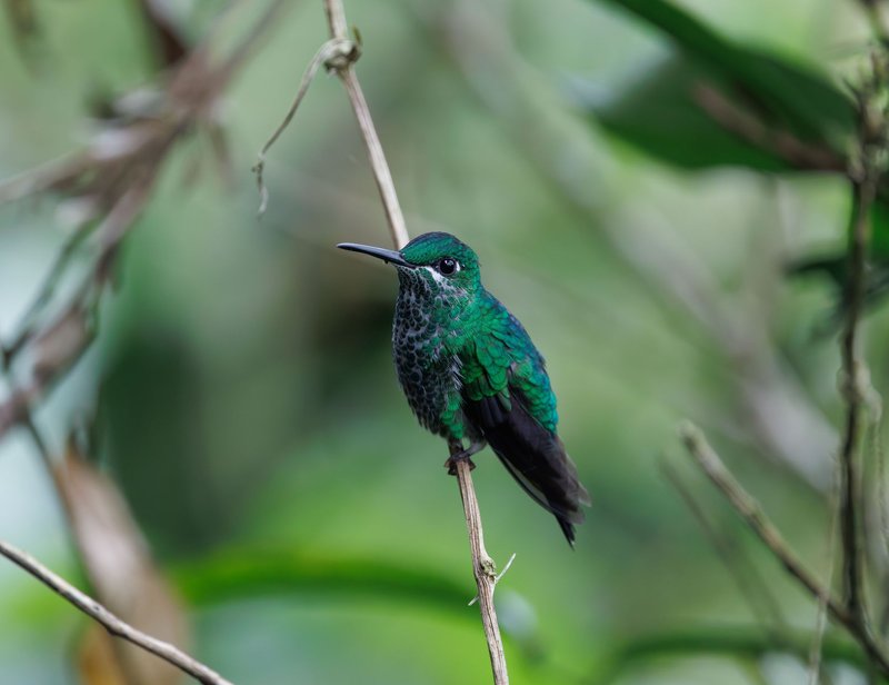 Vibrant emerald hummingbird resting on a branch amidst lush foliage.