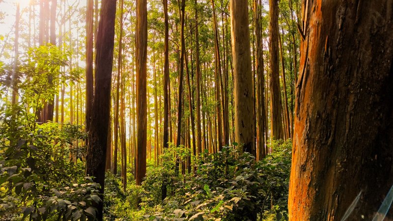 Lush eucalyptus forest in Ooty, Tamil Nadu, captured in daylight. Ideal for nature lovers.