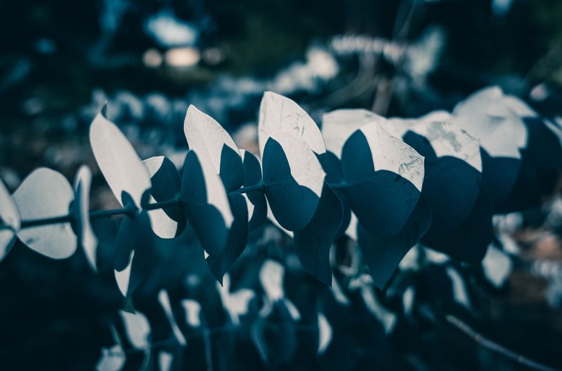 Artistic close-up of eucalyptus leaves showcasing dramatic light and shadow contrasts.