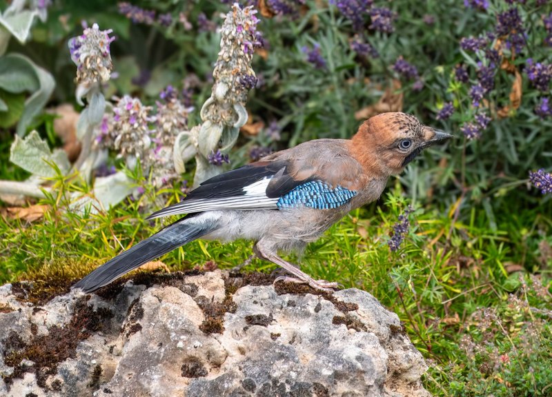 A Eurasian Jay perched on a rock surrounded by lush greenery and flowers.