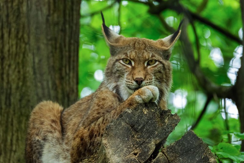 Close-up of an Eurasian Lynx resting on a tree in a lush forest setting.