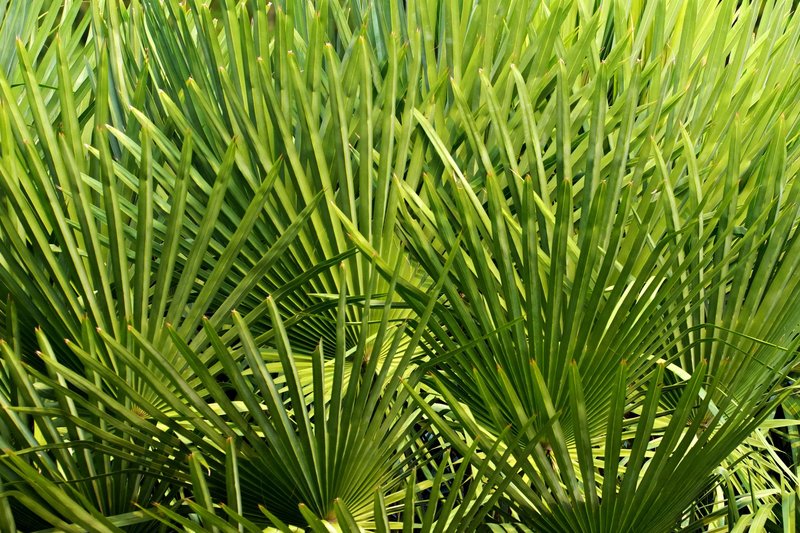 Textured close-up of Sabal Palmetto fan palm leaves showcasing vibrant green patterns.