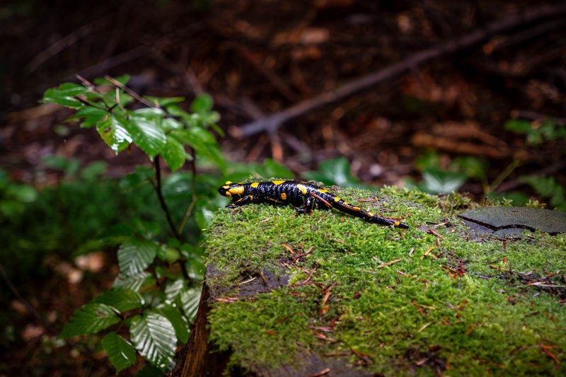 A striking fire salamander rests on a moss-covered log in the lush forests of Myślenice, Poland.
