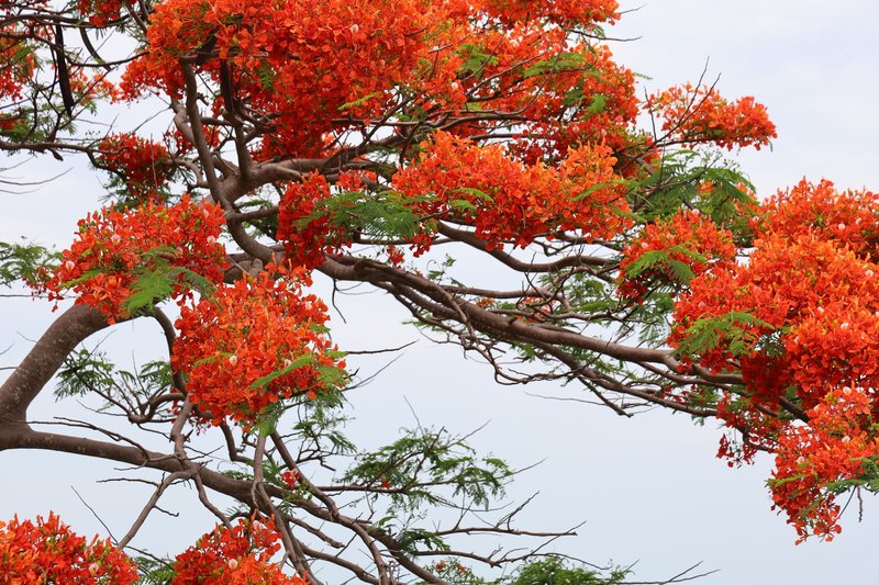 A close-up of a vibrant royal poinciana tree showcasing its striking orange blossoms against a clear sky.