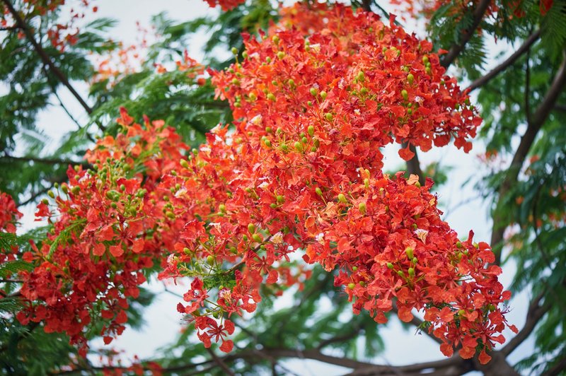 Close-up of a vibrant royal poinciana tree in full bloom against a clear sky.