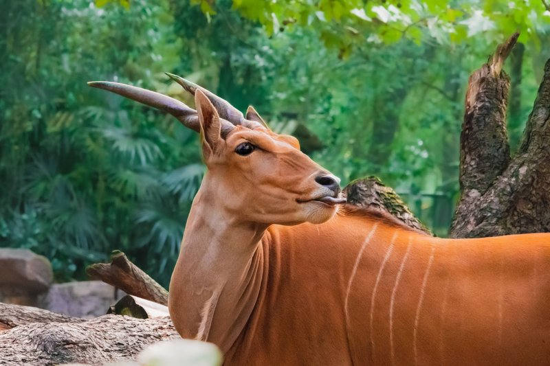 A detailed view of a common eland in a vibrant green forest setting, showcasing its distinctive long horns.