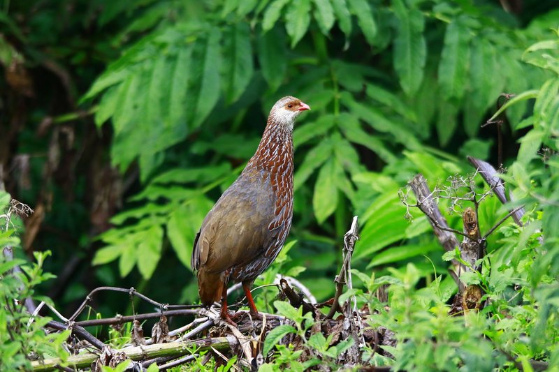 Close-up of a crested francolin amidst lush green foliage in Meru, Kenya.