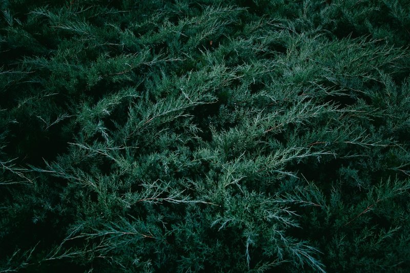 Close-up texture of lush green conifer branches in a nature setting.