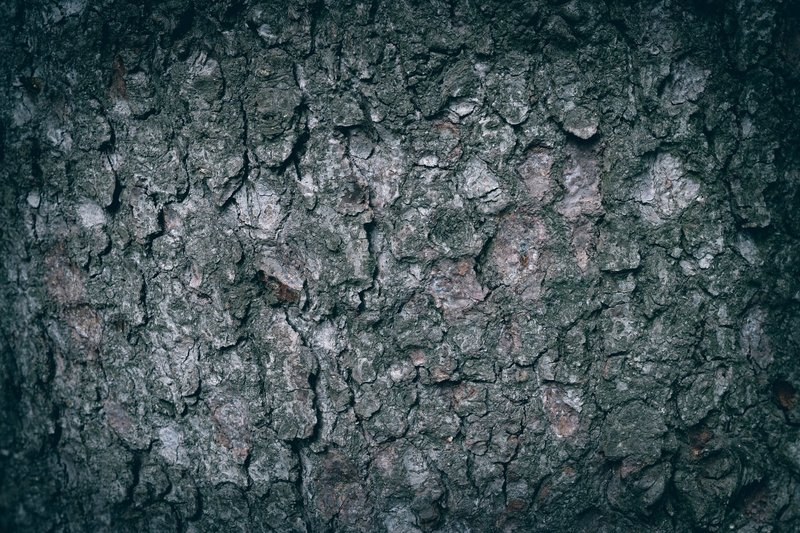 Detailed close-up of rough, textured tree bark with natural patterns and grunge aesthetic.