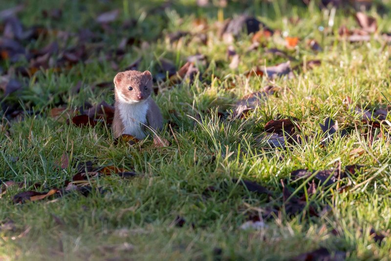 A cute weasel peeking through the grass on a sunny day, capturing a moment in wildlife.