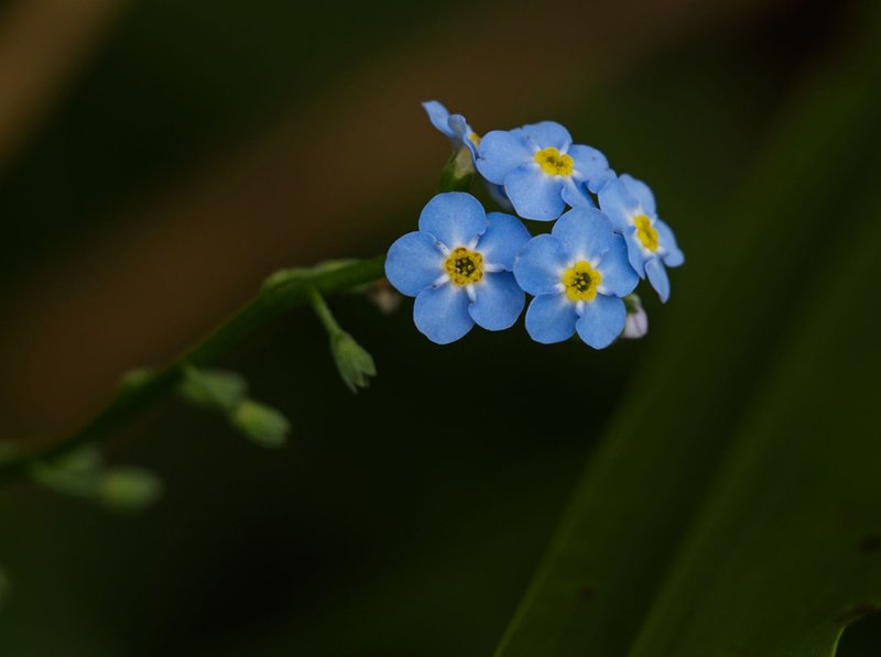 Macro photography of delicate blue forget-me-not flowers in bloom.