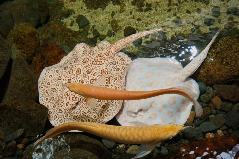 Vibrant stingrays and fish swimming in a rocky underwater environment, showcasing natural aquatic beauty.
