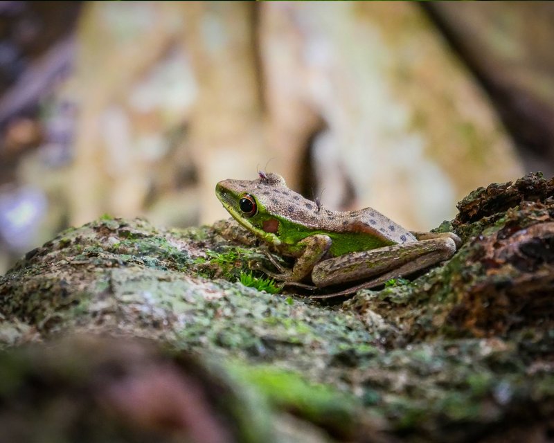 A vibrant green and brown frog sits on a moss-covered rock in a natural setting in West Kalimantan, Indonesia.
