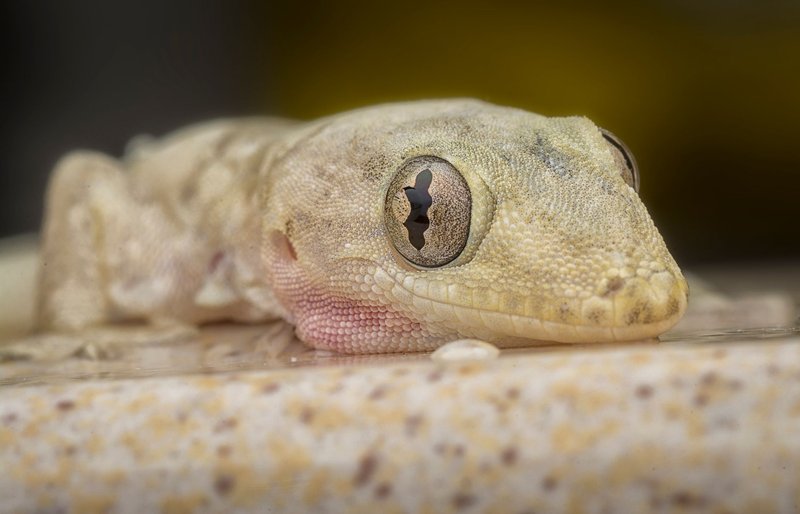 Detailed macro image of a Hemidactylus frenatus, showcased with its distinctive eye features.