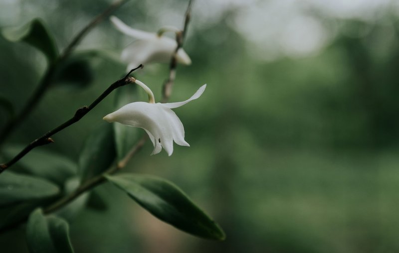 Close-up of a delicate white orchid blooming in a lush green environment in Kon Tum, Vietnam.