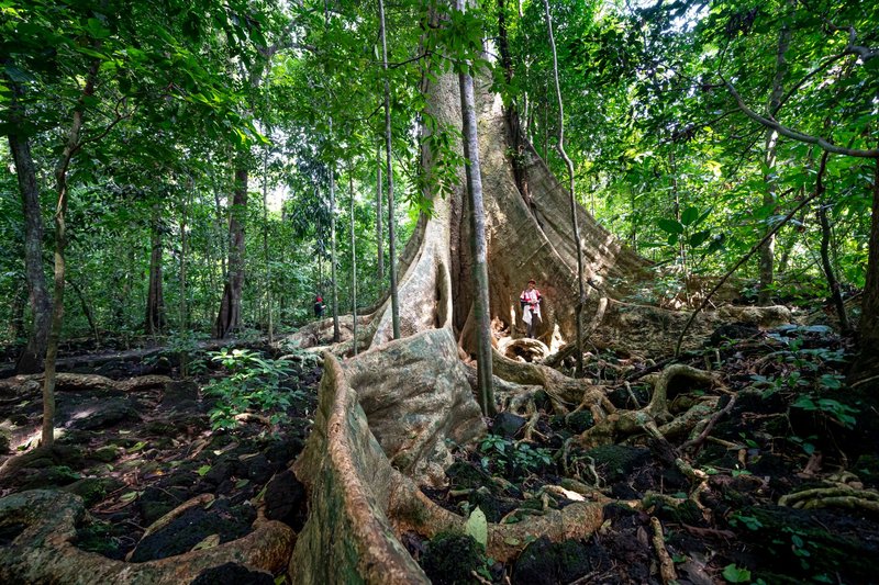 Travelers walking along tree with lush foliage large trunk and roots in tropical forest