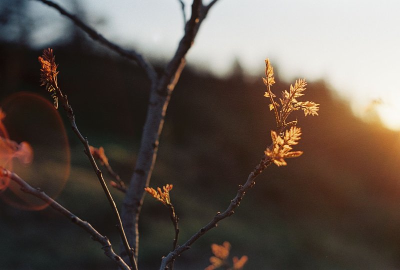 Close-up of tree branches with new leaves glowing in sunset lighting.