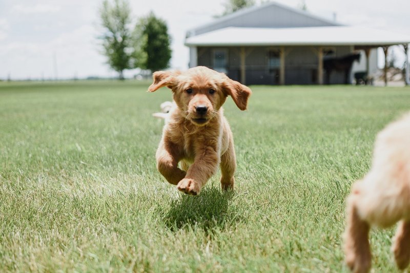 Adorable golden retriever puppy joyfully running on a lush green lawn on a sunny day.