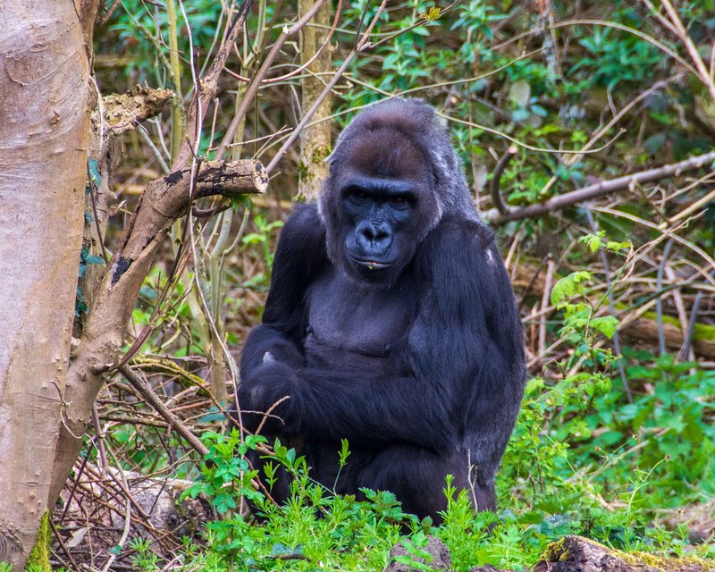 A Western Lowland Gorilla seated among lush greenery, showcasing natural behavior.