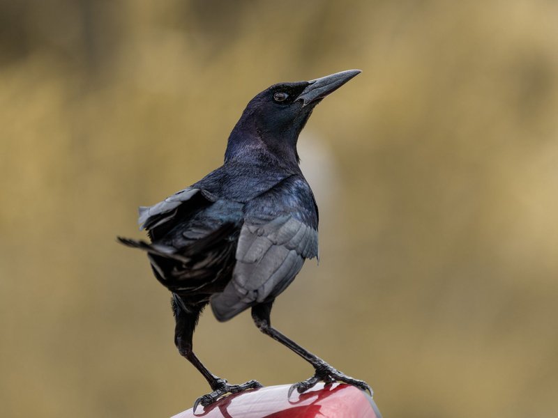 A close-up portrait of a blackbird showcasing its iridescent feathers in natural light.