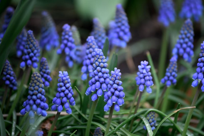 Close-up of blooming grape hyacinths with vibrant colors and a blurred background.
