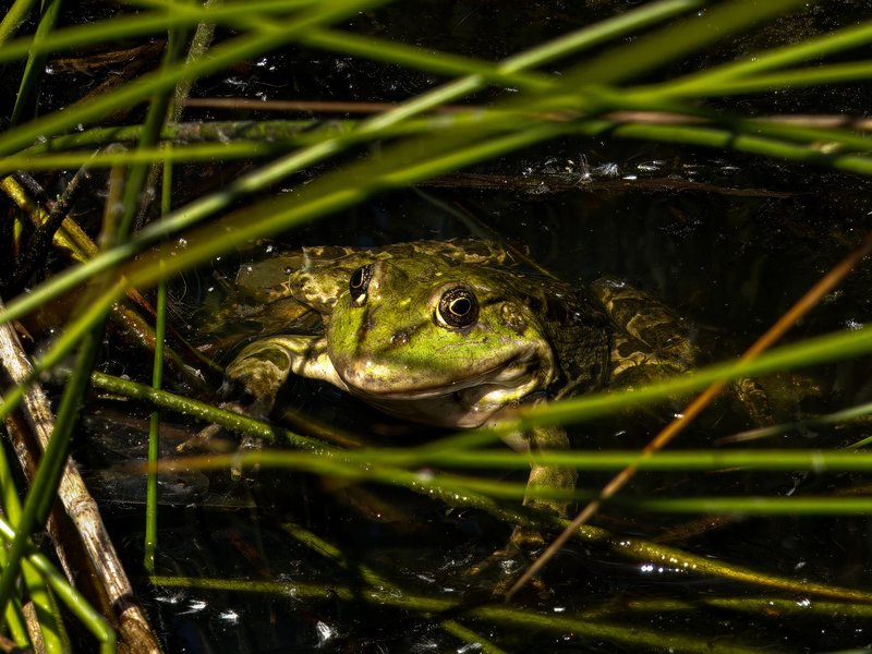 A detailed close-up of a frog partially submerged in a pond surrounded by green reeds.