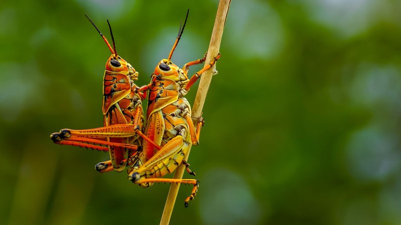 Close-up of two colorful grasshoppers perched on a stem, showcasing their intricate patterns and colors.