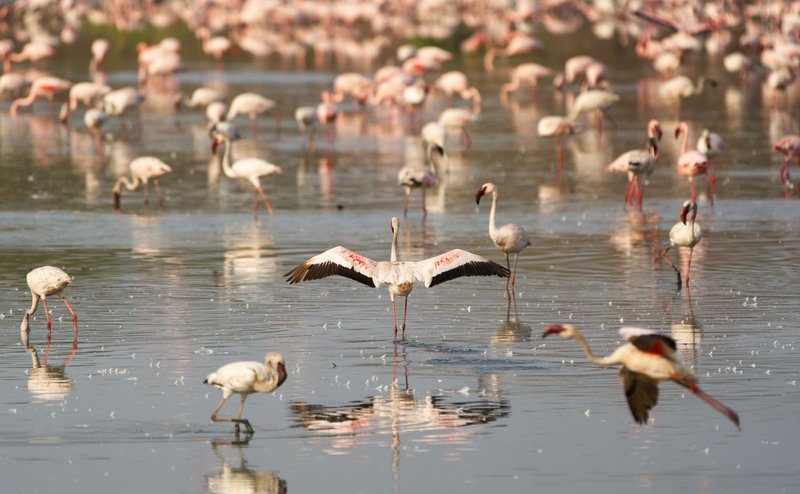 Large group of flamingos standing and flying over reflective water surface.