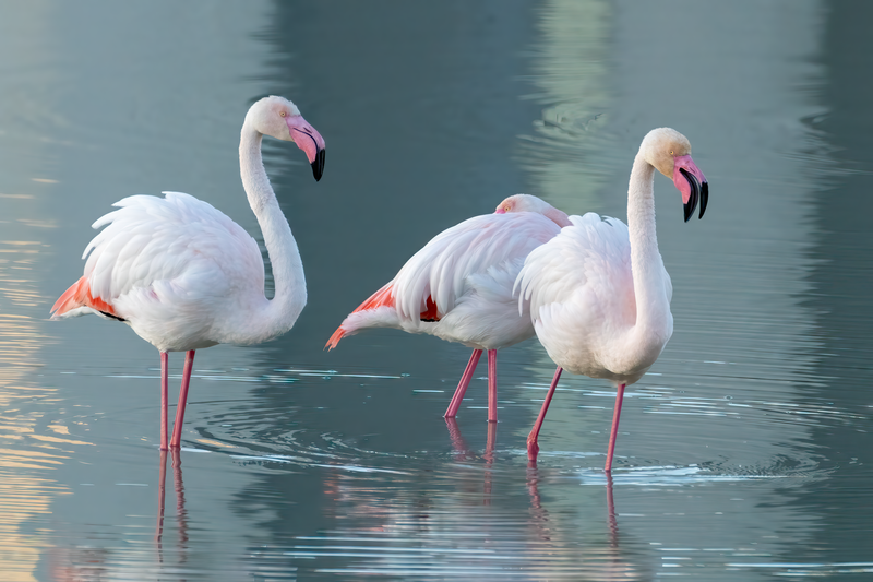 Beautiful pink flamingos in Calpe, reflecting on the serene waters of Spain.