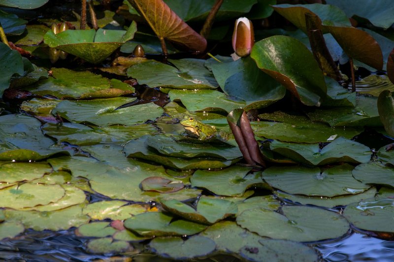 A green frog sits among water lilies, showcasing natural wetland habitat.