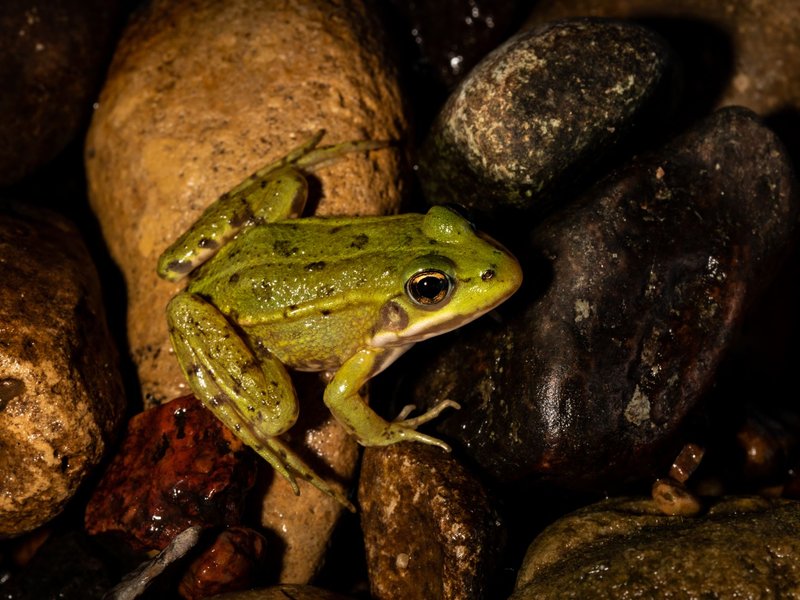 Detailed macro photo of a green frog perched on wet stones in Aukštadvaris, Lithuania, showcasing nature's beauty.