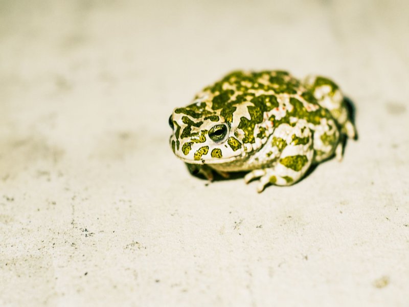 Detailed close-up of a green toad showcasing camouflage against a textured surface.