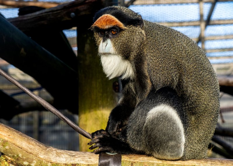 Wildlife portrait of a guenon monkey sitting on a log in a zoo enclosure, showcasing its vibrant colors.