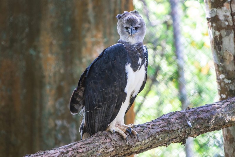 Close-up of a majestic harpy eagle standing on a tree branch amidst lush background.